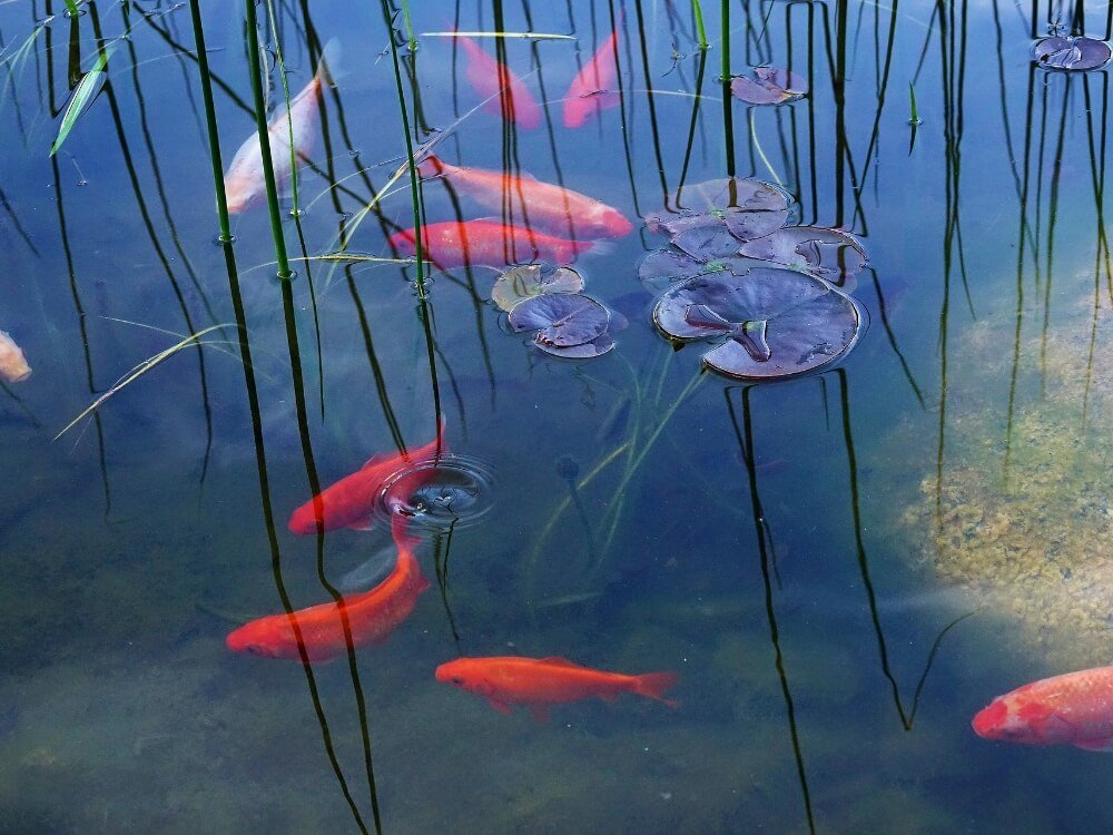 wastewater treatment, fish ponds