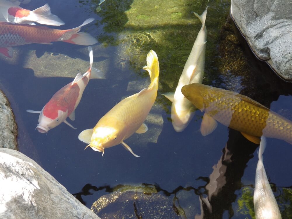 fish ponds, aquatic animals